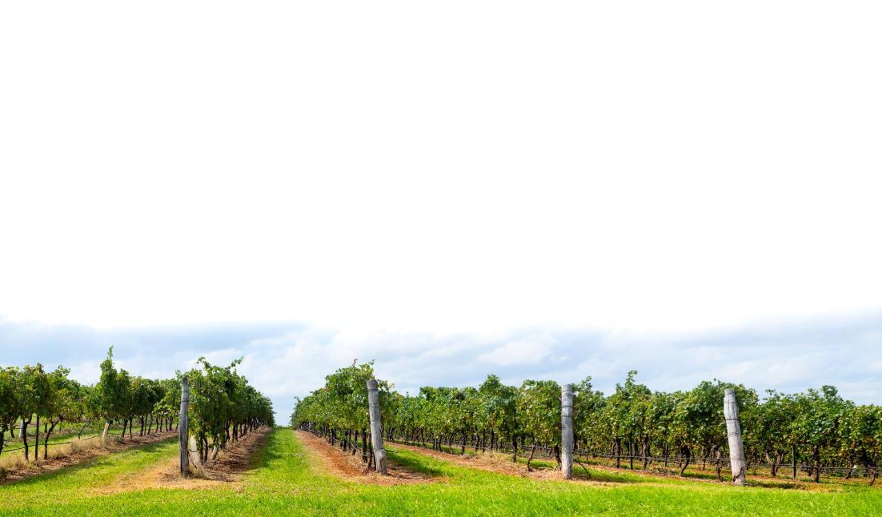 Hanging Tree Wines Pokolbin Eksteriør billede